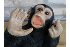 Monkey Wine Holder