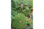 Owl Stake