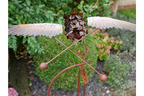 Owl Stake