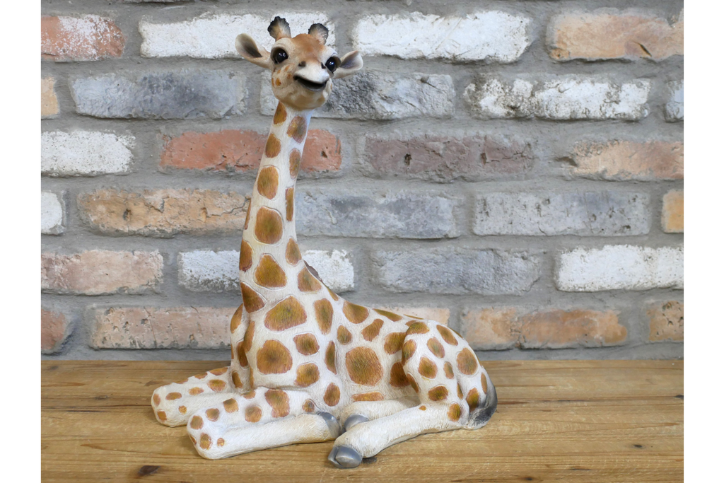 Laying Giraffe