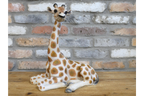 Laying Giraffe