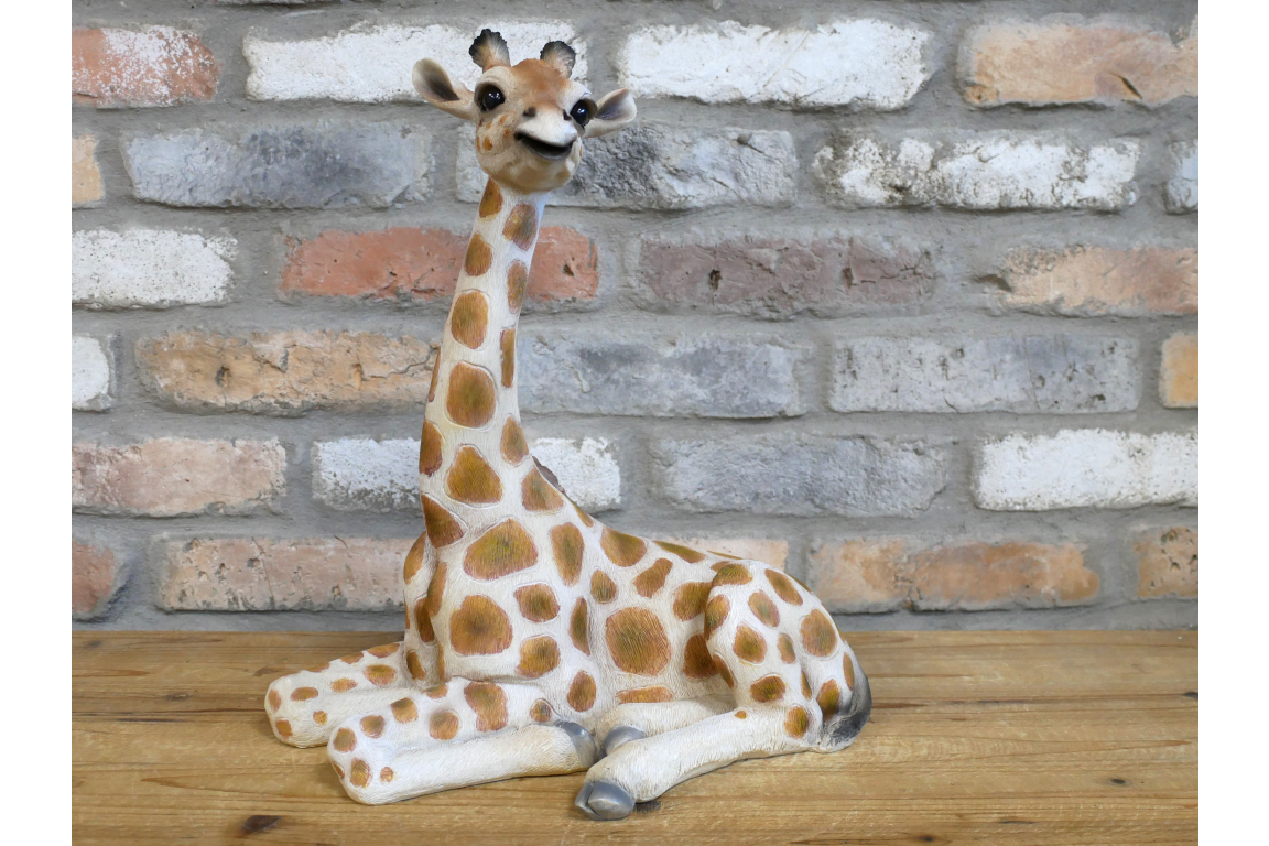 Laying Giraffe