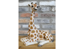 Laying Giraffe