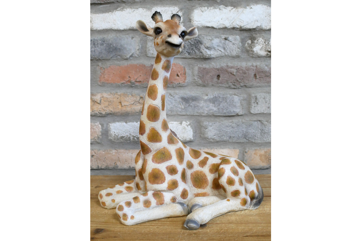 Laying Giraffe
