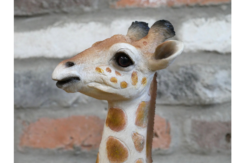 Laying Giraffe