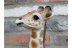 Laying Giraffe