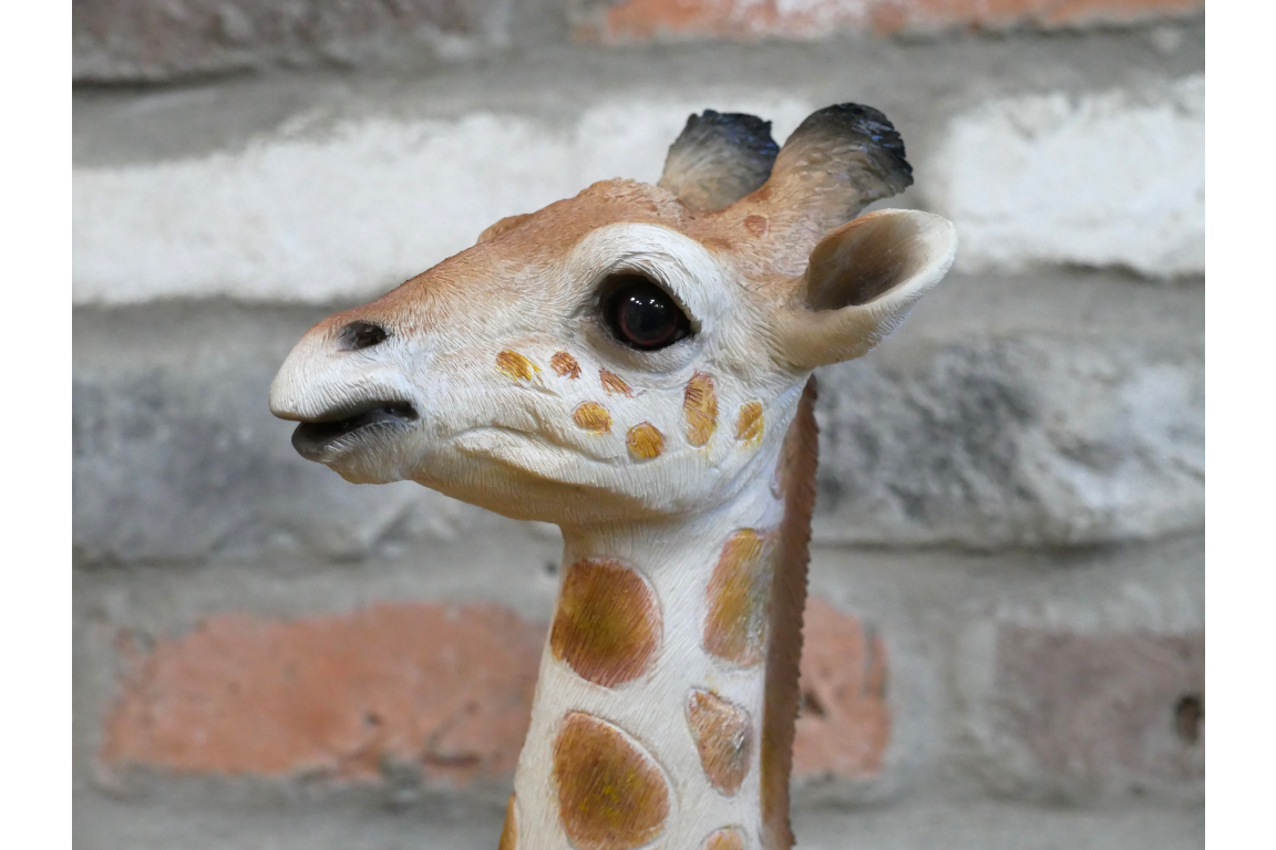 Laying Giraffe