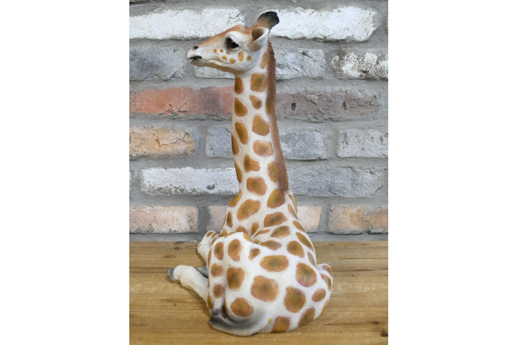 Laying Giraffe