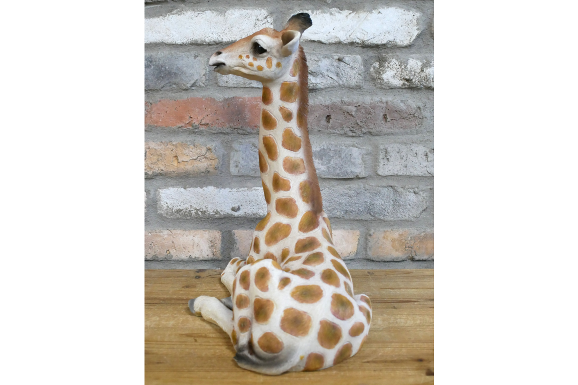 Laying Giraffe