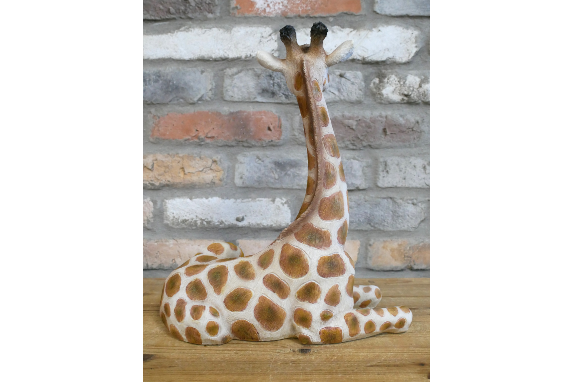 Laying Giraffe
